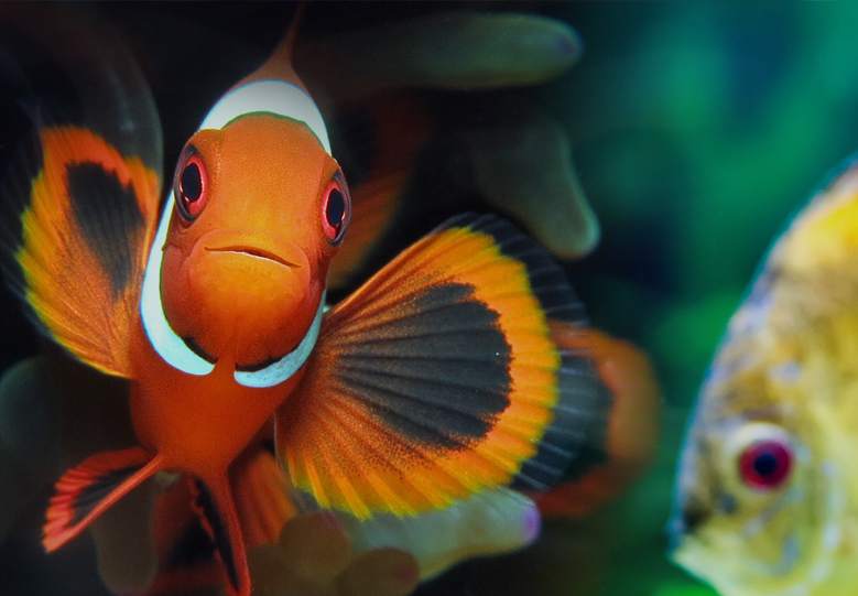 Home aquarium Home aquarium
