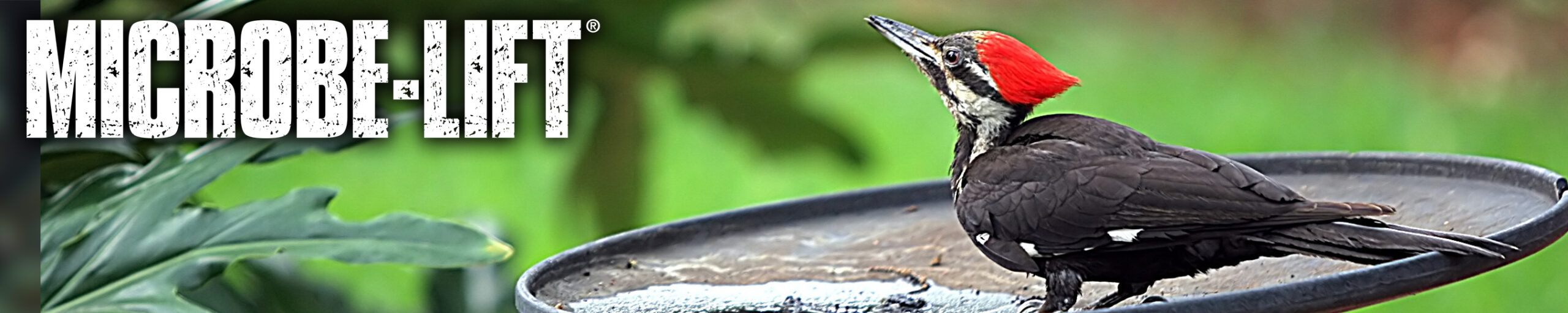 BIRDBATH Fountain WS Banner 220 scaled
