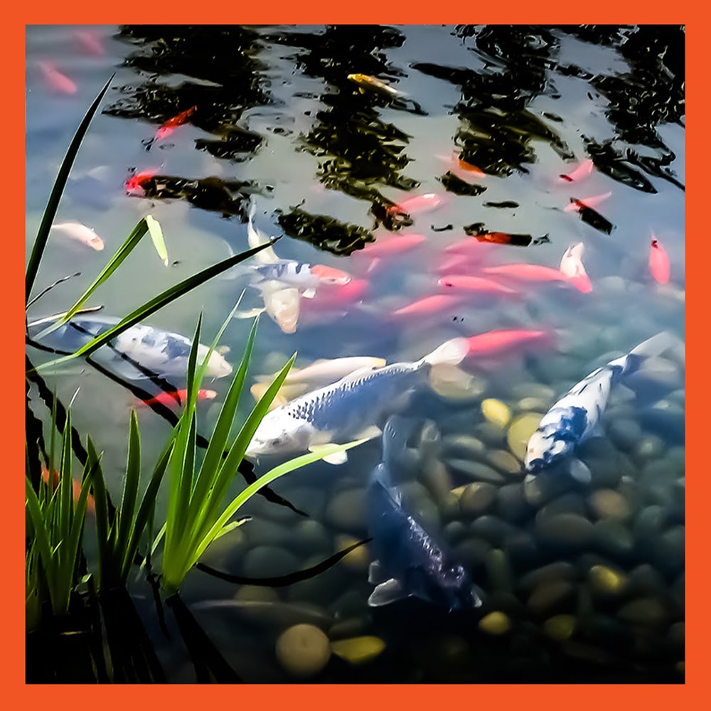 2b Features CleanPond Maintenance min