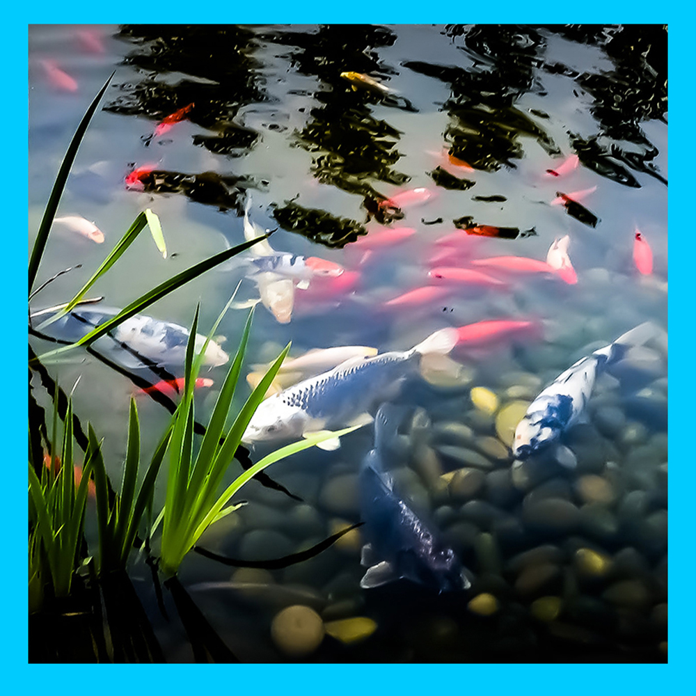 2b Features CleanPond Startup 1