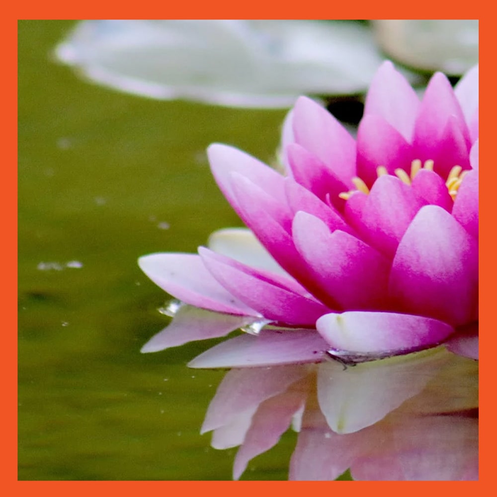 2c Features CleanPond Maintenance min