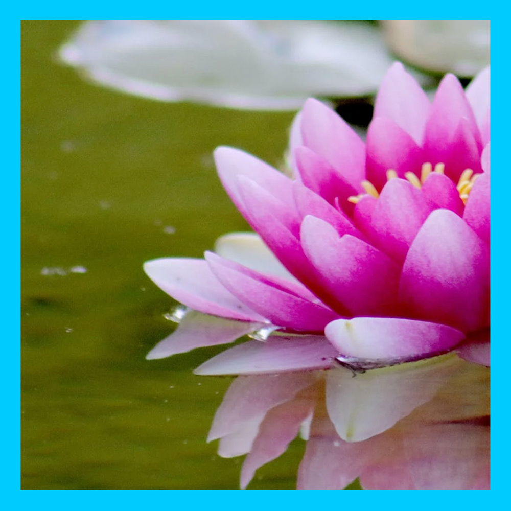 2c Features CleanPond Startup 1