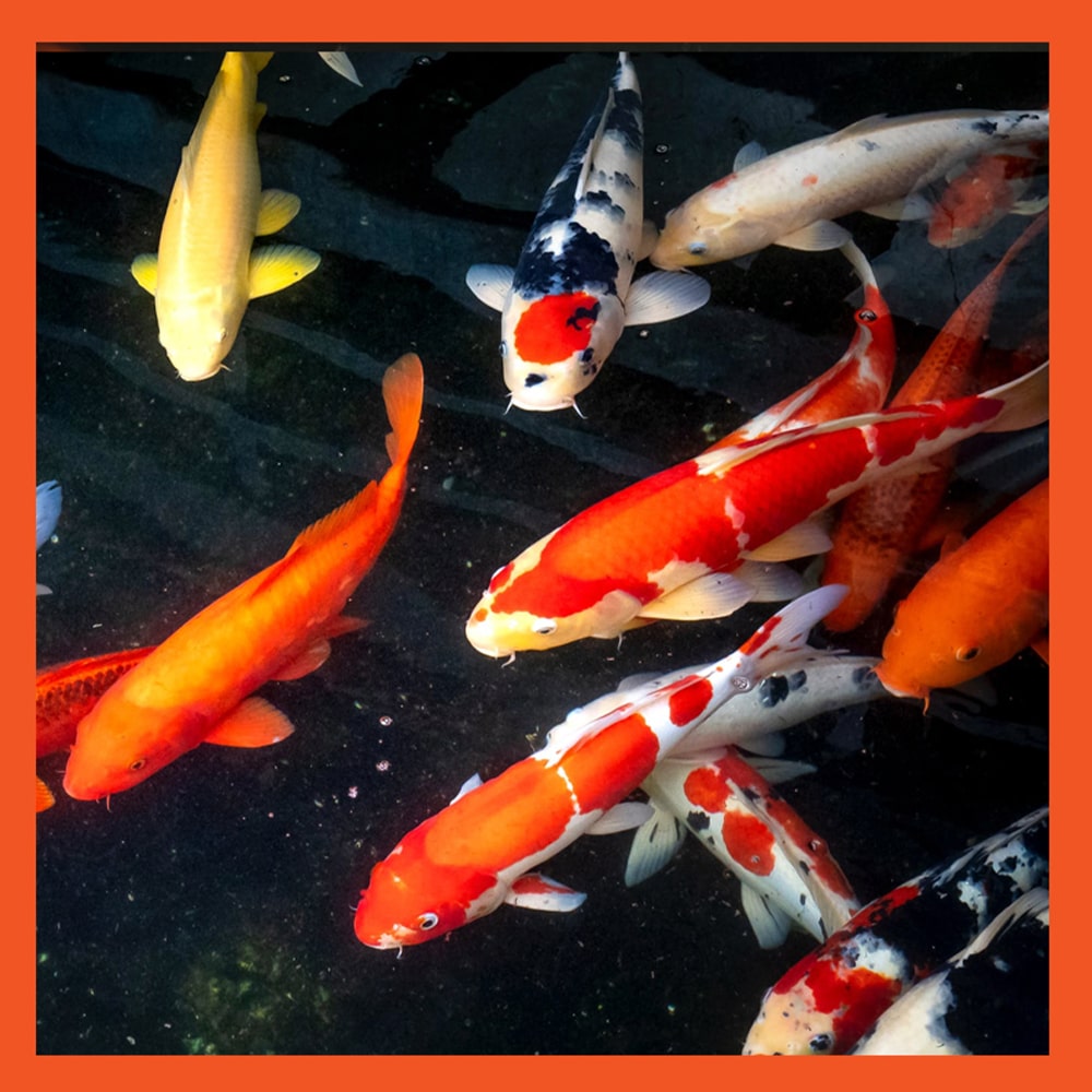 2e Features CleanPond Maintenance min