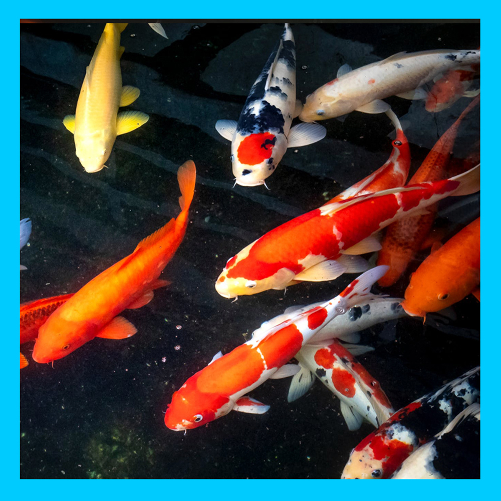 2e Features CleanPond Startup