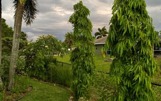 JANUARY TREES scaled