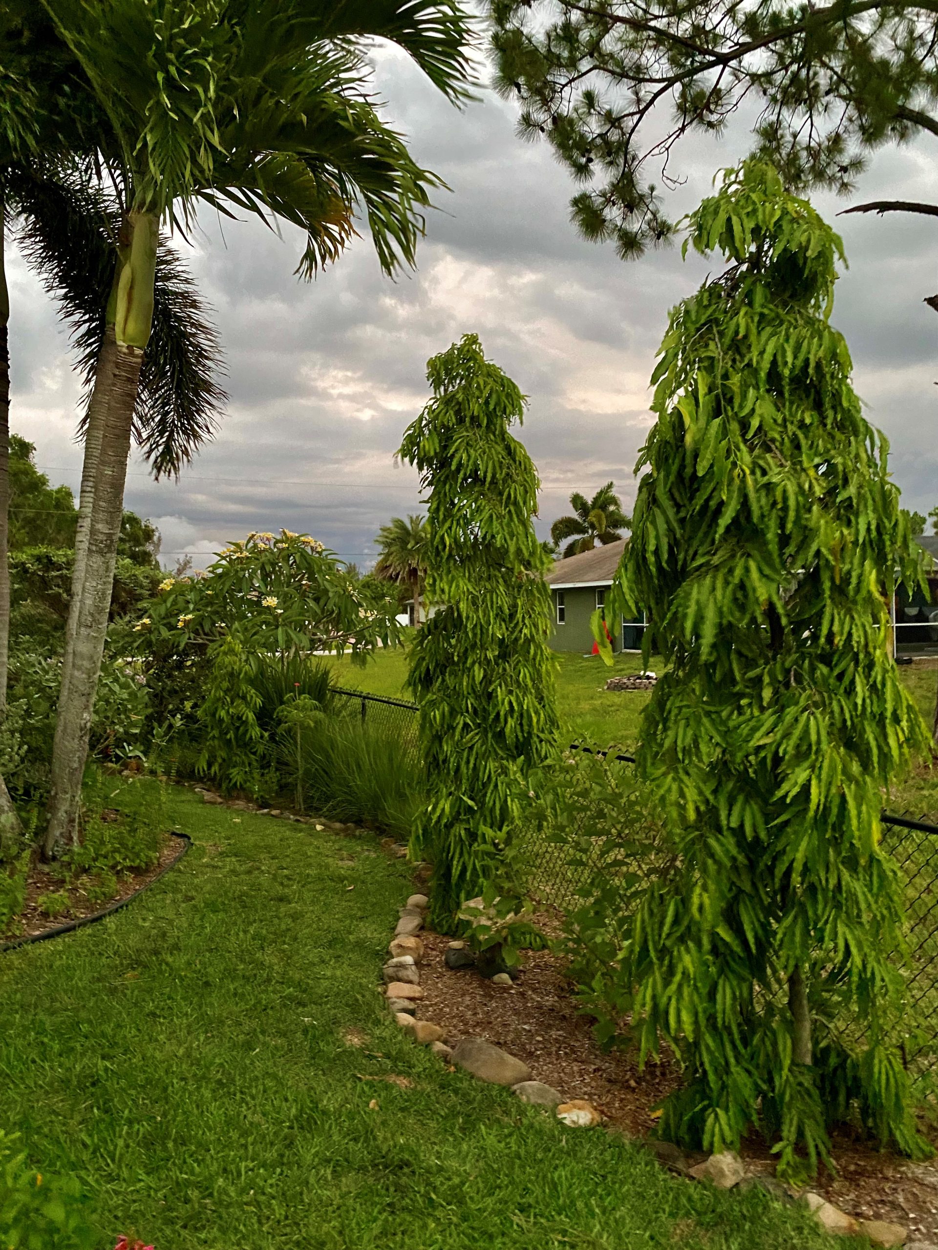 JANUARY TREES scaled