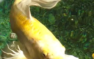 My LongfinKoi scaled