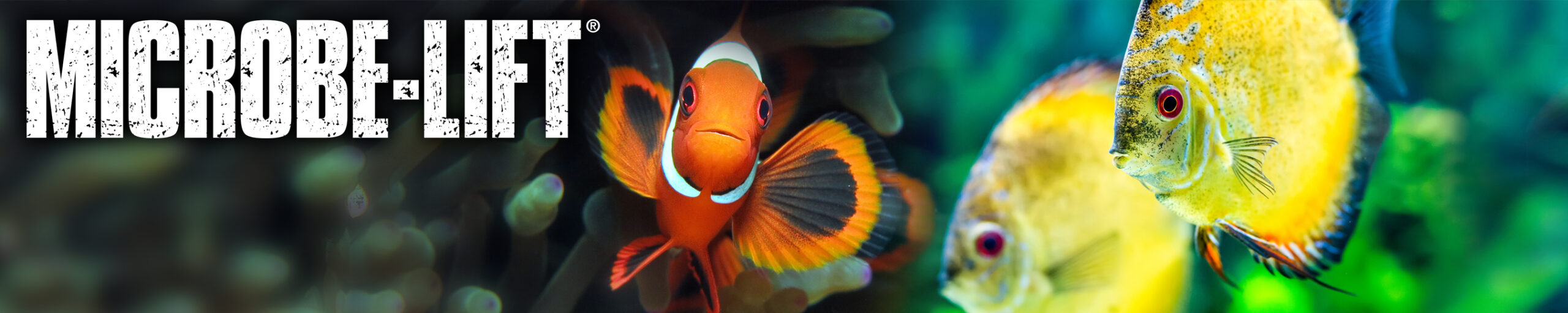 PetCo WS Banner 220 scaled 1