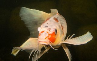butterfly koi face